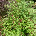 rubus phoenicolasius P18